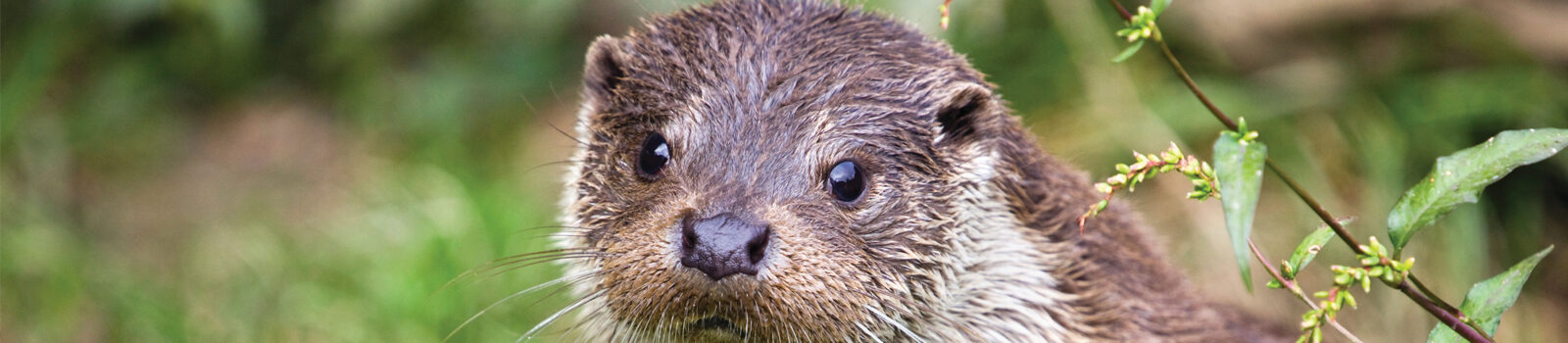 Labour will re-introduce otters and beavers at key sites in West Cheshire